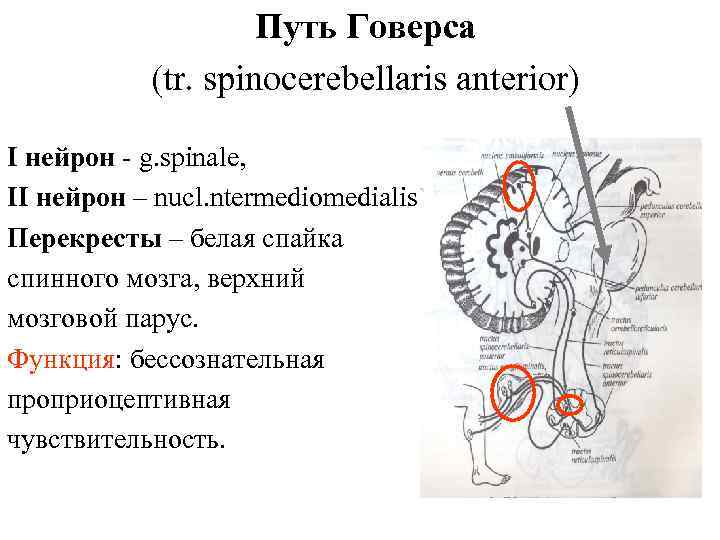 Путь Говерса (tr. spinocerebellaris anterior) I нейрон - g. spinale, II нейрон – nucl.