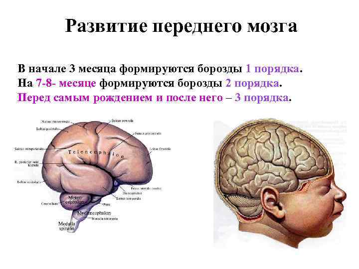 Передний мозг слабо развит. Борозды мозга. Борозды переднего мозга. Борозды первого порядка головного мозга. Борозды второго порядка.