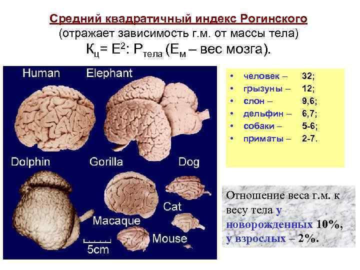 Вес головного мозга человека.