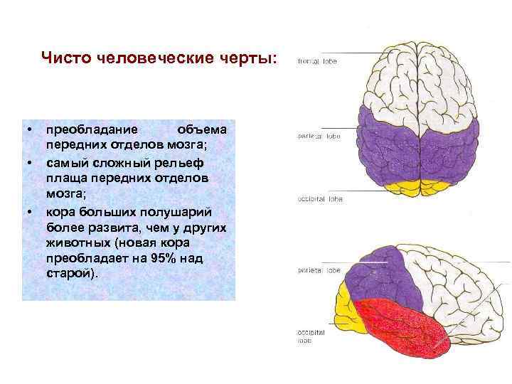 Чисто человеческие черты: • • • преобладание объема передних отделов мозга; самый сложный рельеф