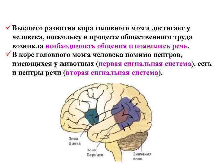 Значения коры мозга