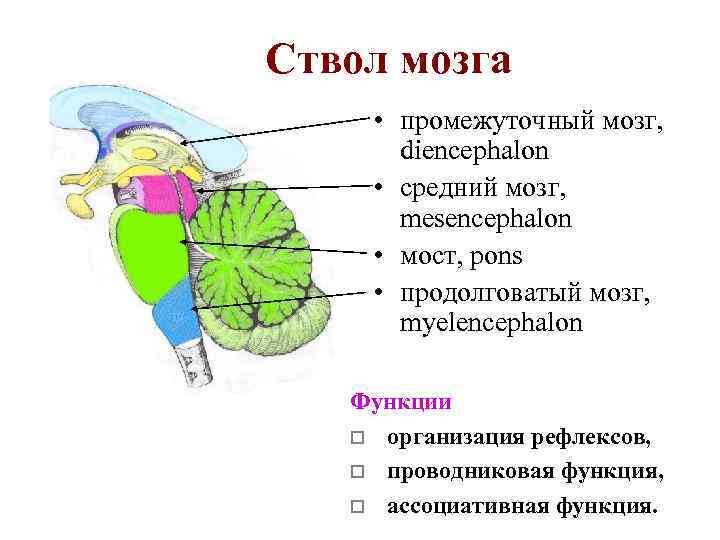 Ствол мозга • промежуточный мозг, diencephalon • средний мозг, mesencephalon • мост, pons •