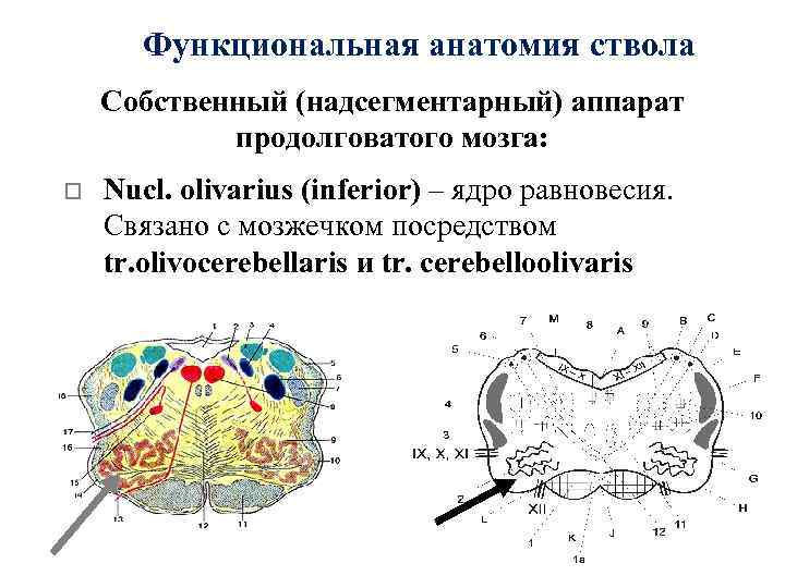 Функциональная анатомия ствола Собственный (надсегментарный) аппарат продолговатого мозга: o Nucl. olivarius (inferior) – ядро