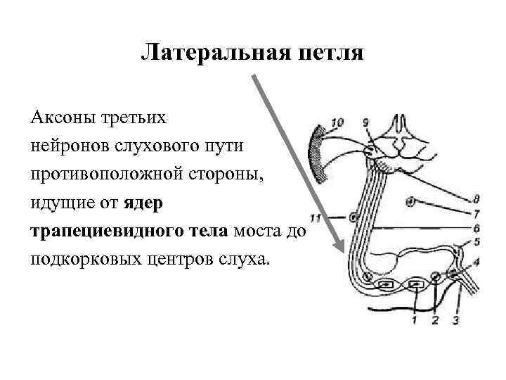 Латеральная петля Аксоны третьих нейронов слухового пути противоположной стороны, идущие от ядер трапециевидного тела