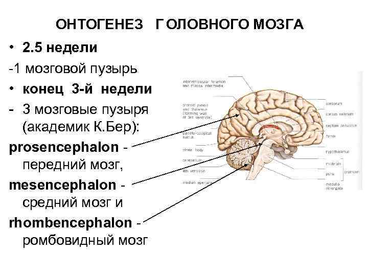 ОНТОГЕНЕЗ Г ОЛОВНОГО МОЗГА • 2. 5 недели -1 мозговой пузырь • конец 3