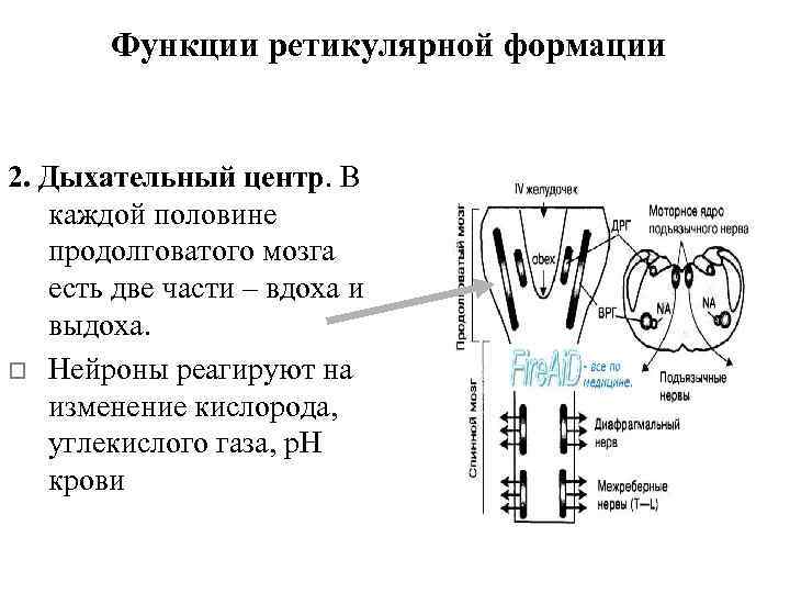 В каждой половине. Функции дыхательного центра продолговатого мозга. Функции ретикулярной формации функции. Функции дыхательного центра. Функции дыхательных нейронов продолговатого мозга.