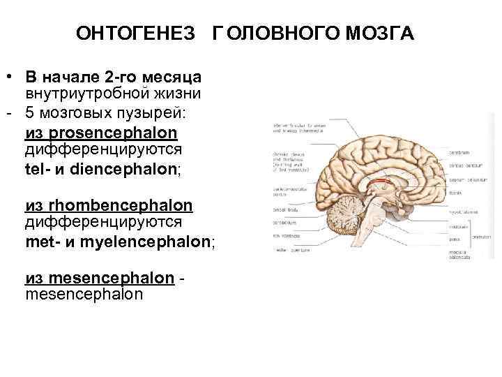 ОНТОГЕНЕЗ Г ОЛОВНОГО МОЗГА • В начале 2 -го месяца внутриутробной жизни - 5