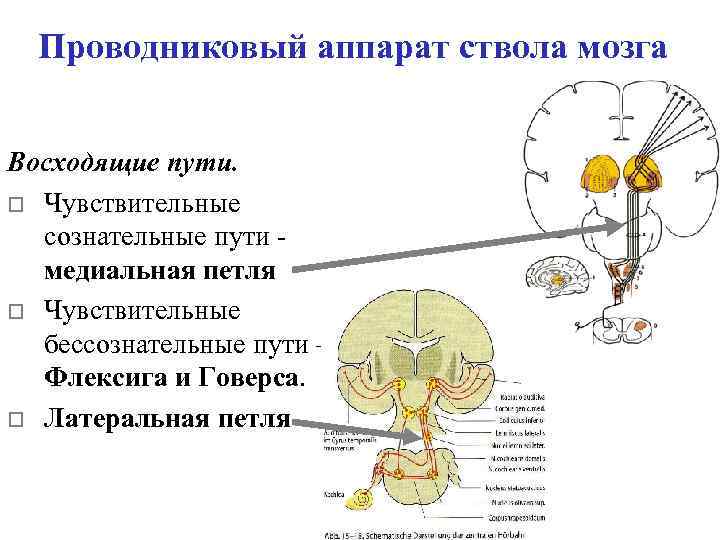 Медиальная петля. Медиальная петля ствола мозга. Средний мозг медиальная петля. Медиальная петля продолговатого мозга строение. Латеральная слуховая петля.