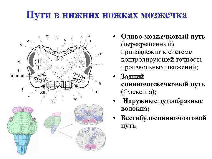 Корково мосто мозжечковый путь схема