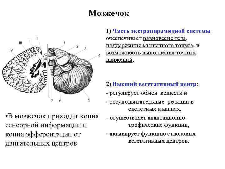 Мозжечок 1) Часть экстрапирамидной системы обеспечивает равновесие тела, поддержание мышечного тонуса и возможность выполнения