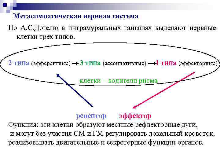 Метасимпатическая нервная система По А. С. Догелю в интрамуральных ганглиях выделяют нервные клетки трех