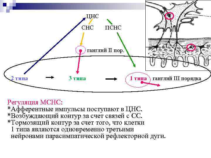 ЦНС СНС ПСНС ганглий II пор. 2 типа 3 типа 1 типа ганглий III