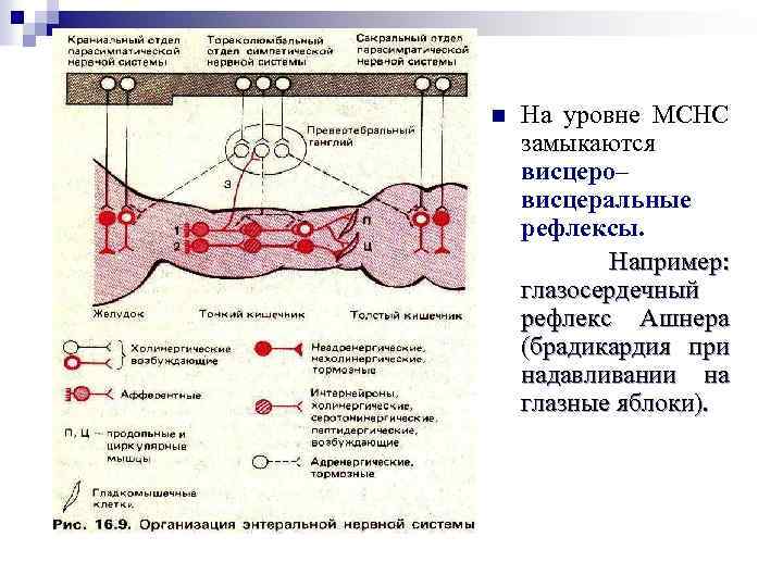 Рефлекторная дуга глазосердечного рефлекса схема с описанием