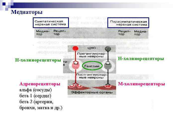 Медиаторы Н-холинорецепторы Адренорецепторы альфа (сосуды) бета 1 (сердце) бета 2 (артерии, бронхи, матка и