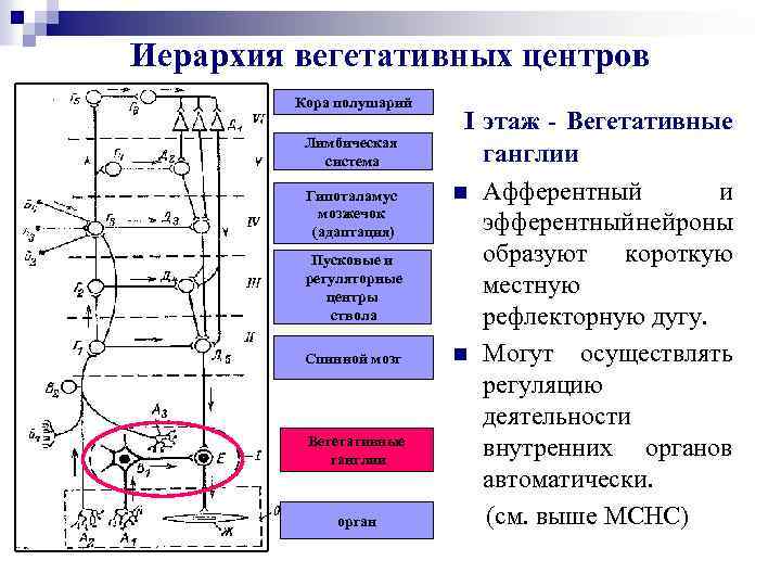 Иерархия вегетативных центров Кора полушарий Лимбическая система Гипоталамус мозжечок (адаптация) Пусковые и регуляторные центры