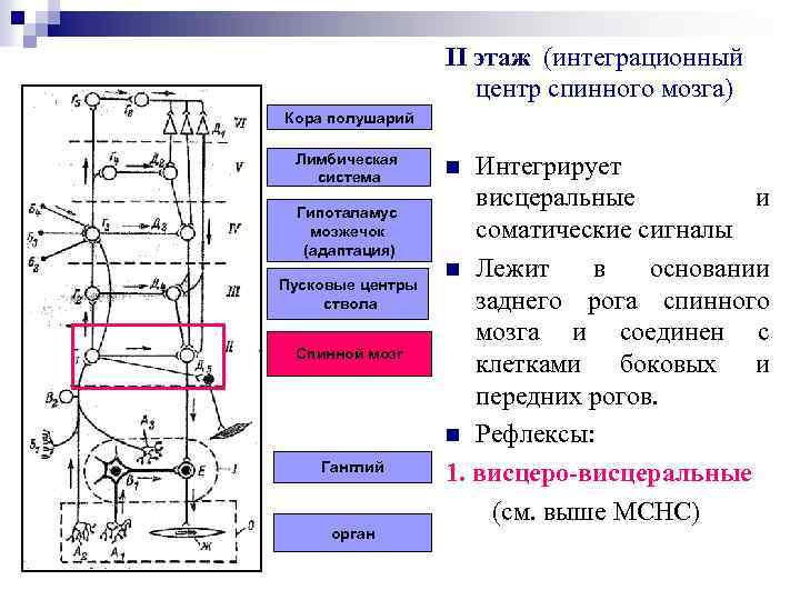 II этаж (интеграционный центр спинного мозга) Кора полушарий Лимбическая система Гипоталамус мозжечок (адаптация) Пусковые