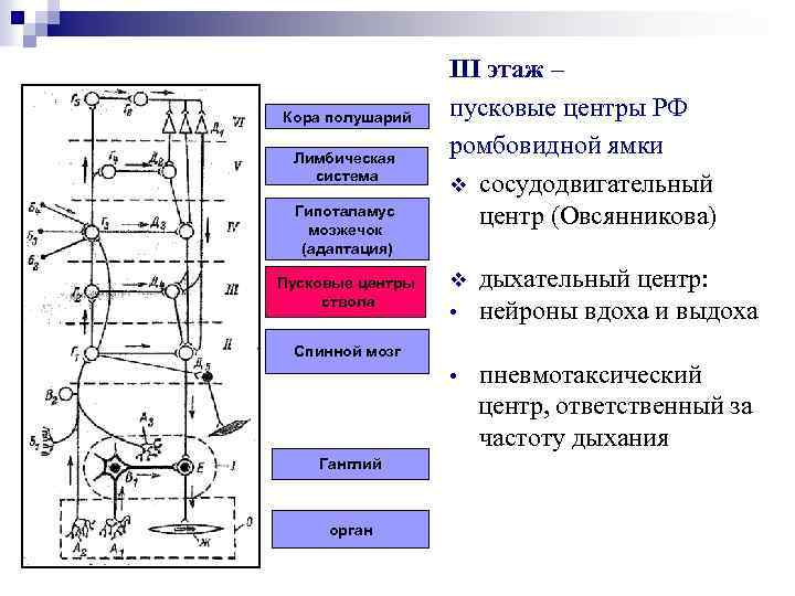 Кора полушарий Лимбическая система Гипоталамус мозжечок (адаптация) Пусковые центры ствола III этаж – пусковые