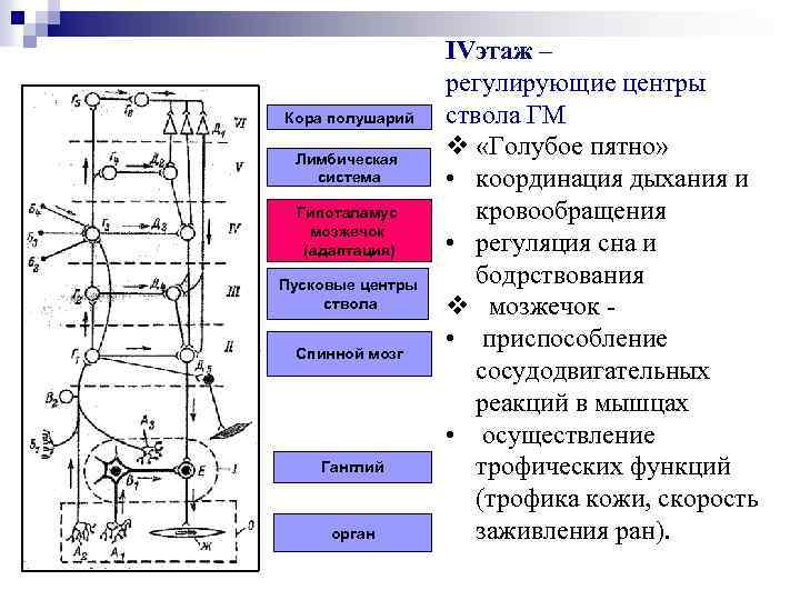 Кора полушарий Лимбическая система Гипоталамус мозжечок (адаптация) Пусковые центры ствола Спинной мозг Ганглий орган