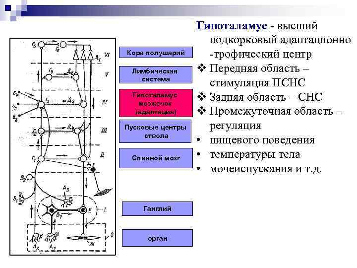 Кора полушарий Лимбическая система Гипоталамус мозжечок (адаптация) Пусковые центры ствола Спинной мозг Ганглий орган