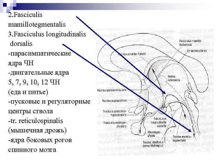 2. Fasciculis mamillotegmentalis 3. Fasciculus longitudinalis dorsalis -парасимпатические ядра ЧН -двигательные ядра 5, 7,