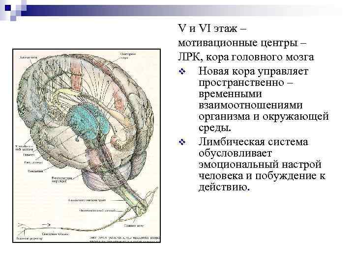 V и VI этаж – мотивационные центры – ЛРК, кора головного мозга v Новая