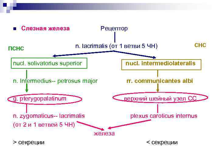 n Слезная железа ПСНС Рецептор n. lacrimalis (от 1 ветви 5 ЧН) СНС nucl.