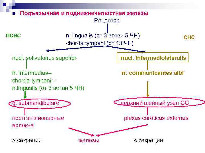 n Подъязычная и поднижнечелюстная железы Рецептор ПСНС n. lingualis (от 3 ветви 5 ЧН)