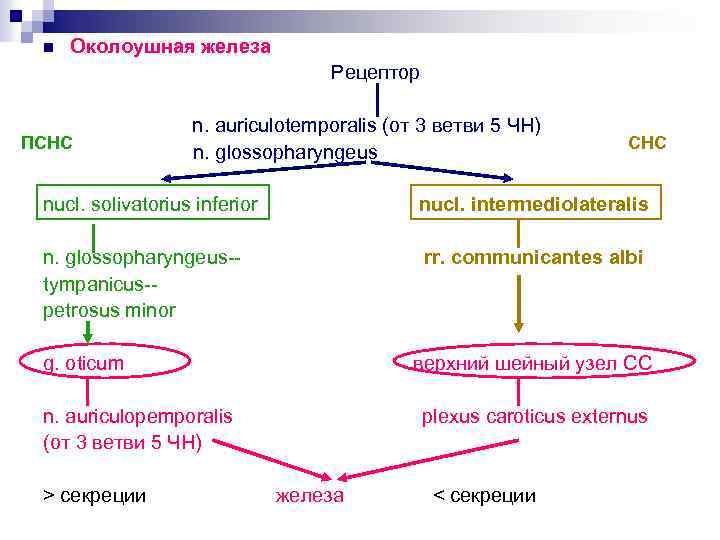 n Околоушная железа Рецептор ПСНС n. auriculotemporalis (от 3 ветви 5 ЧН) n. glossopharyngeus