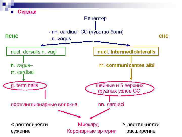 n Сердце Рецептор ПСНС - nn. cardiaci СС (чувство боли) - n. vagus nucl.