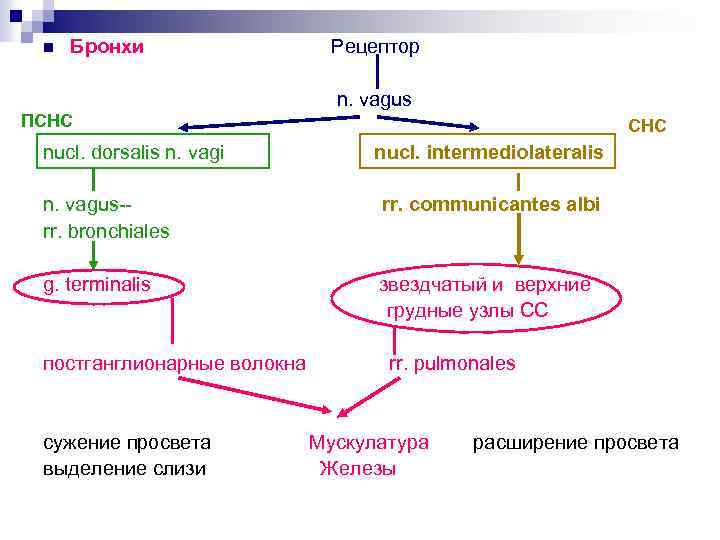 n Бронхи Рецептор n. vagus ПСНС nucl. dorsalis n. vagi СНС nucl. intermediolateralis n.