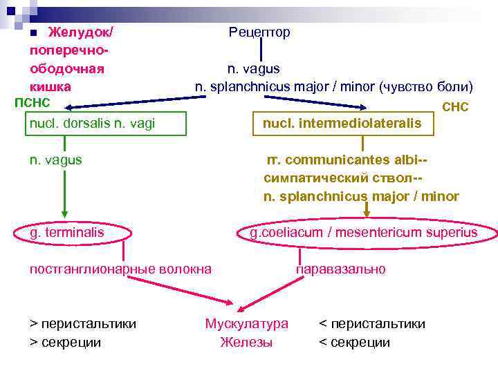 Желудок/ поперечноободочная кишка Рецептор n n. vagus n. splanchnicus major / minor (чувство боли)