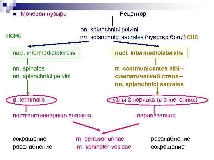 n Мочевой пузырь ПСНС Рецептор nn. splanchnici pelvini nn. splanchnici sacrales (чувство боли) СНС