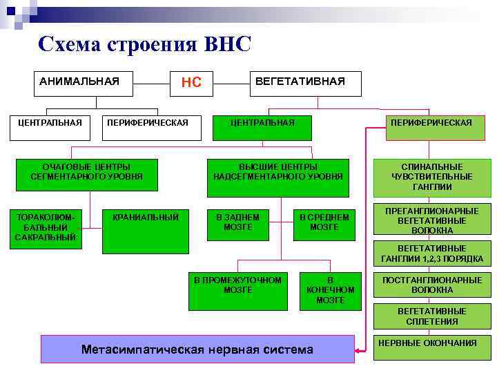 Схема строения ВНС АНИМАЛЬНАЯ ЦЕНТРАЛЬНАЯ ПЕРИФЕРИЧЕСКАЯ ОЧАГОВЫЕ ЦЕНТРЫ СЕГМЕНТАРНОГО УРОВНЯ ТОРАКОЛЮМБАЛЬНЫЙ САКРАЛЬНЫЙ НС КРАНИАЛЬНЫЙ