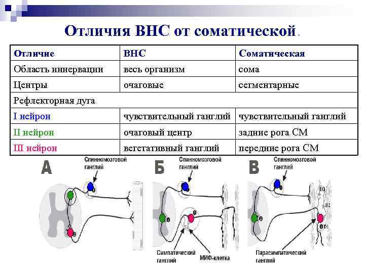 Отличия ВНС от соматической. Отличие ВНС Соматическая Область иннервации весь организм сома Центры очаговые