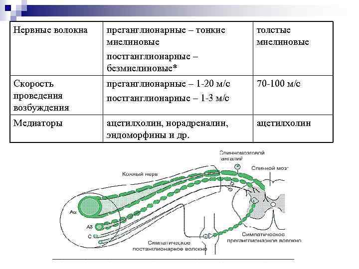 Нервные волокна преганглионарные – тонкие миелиновые постганглионарные – безмиелиновые* толстые миелиновые Скорость проведения возбуждения