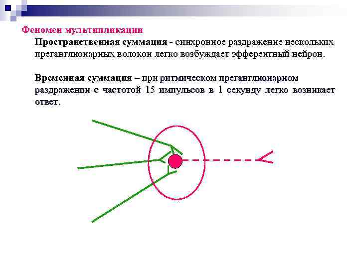 Феномен мультипликации Пространственная суммация - синхронное раздражение нескольких преганглионарных волокон легко возбуждает эфферентный нейрон.