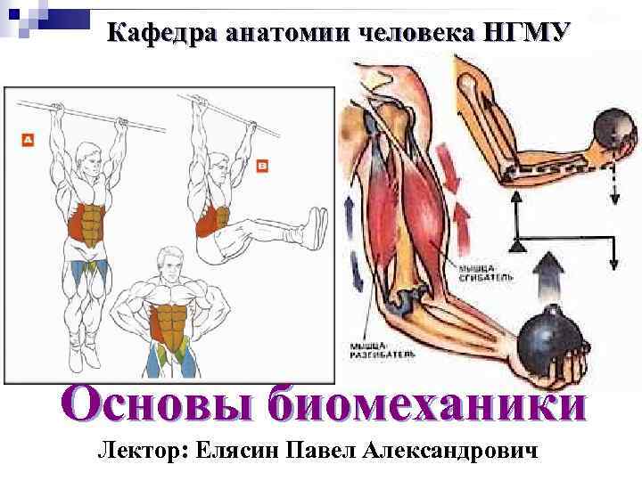 Кафедра анатомии человека НГМУ Основы биомеханики Лектор: Елясин Павел Александрович 