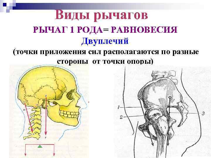 Виды рычагов РЫЧАГ 1 РОДА= РАВНОВЕСИЯ Двуплечий (точки приложения сил располагаются по разные стороны