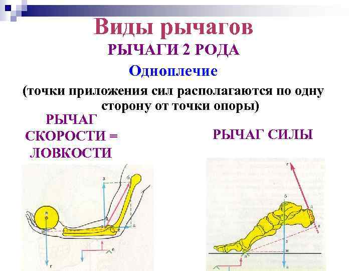 Виды рычагов РЫЧАГИ 2 РОДА Одноплечие (точки приложения сил располагаются по одну сторону от