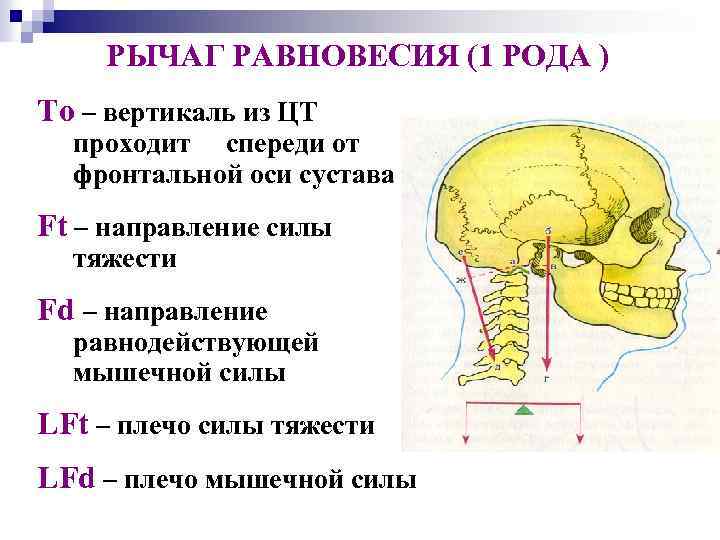 РЫЧАГ РАВНОВЕСИЯ (1 РОДА ) То – вертикаль из ЦТ проходит спереди от фронтальной