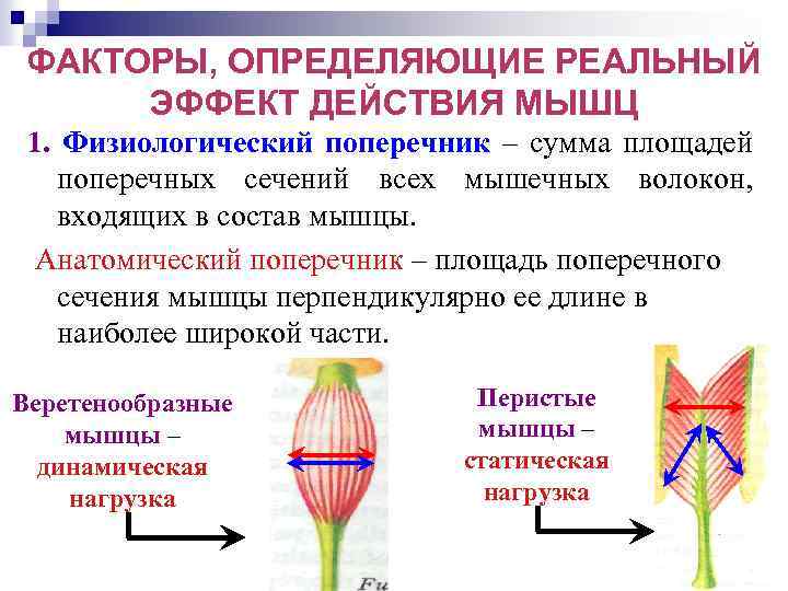 ФАКТОРЫ, ОПРЕДЕЛЯЮЩИЕ РЕАЛЬНЫЙ ЭФФЕКТ ДЕЙСТВИЯ МЫШЦ 1. Физиологический поперечник – сумма площадей поперечных сечений