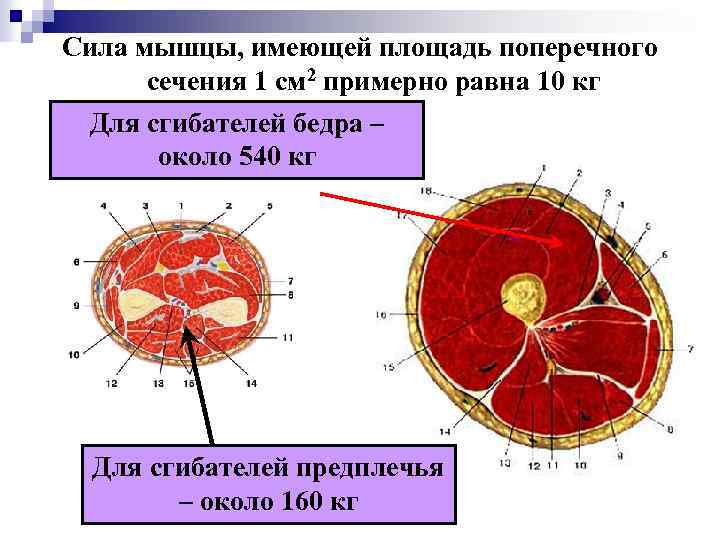 Сила мышцы, имеющей площадь поперечного сечения 1 см 2 примерно равна 10 кг Для