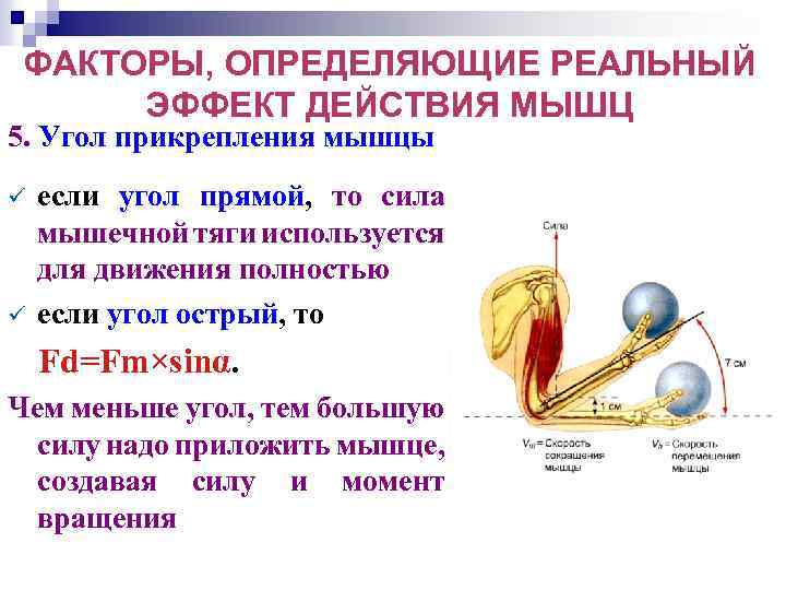 ФАКТОРЫ, ОПРЕДЕЛЯЮЩИЕ РЕАЛЬНЫЙ ЭФФЕКТ ДЕЙСТВИЯ МЫШЦ 5. Угол прикрепления мышцы ü ü если угол