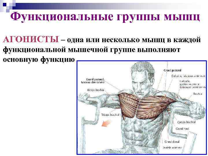 Функциональные группы мышц АГОНИСТЫ – одна или несколько мышц в каждой функциональной мышечной группе