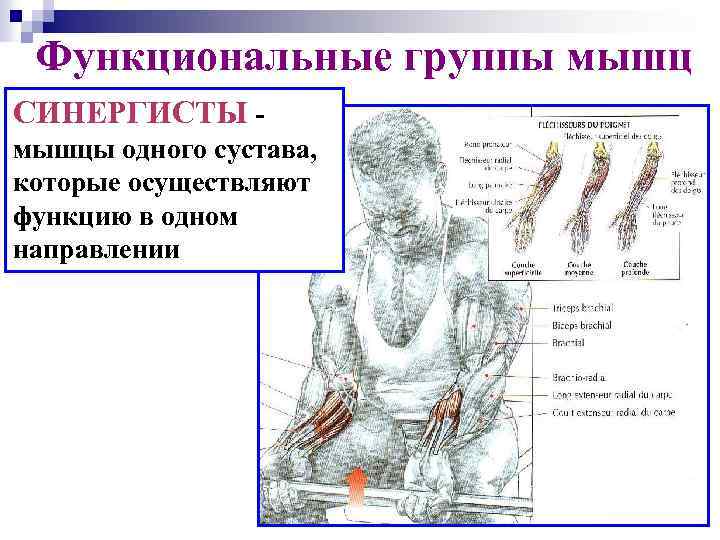 Функциональные группы мышц СИНЕPГИСТЫ - мышцы одного сустава, которые осуществляют функцию в одном направлении