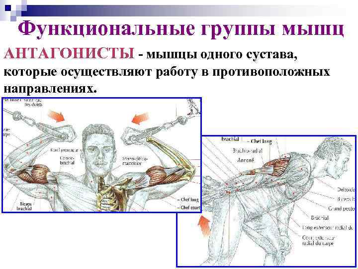 Функциональные группы мышц АНТАГОНИСТЫ - мышцы одного сустава, которые осуществляют работу в противоположных направлениях.