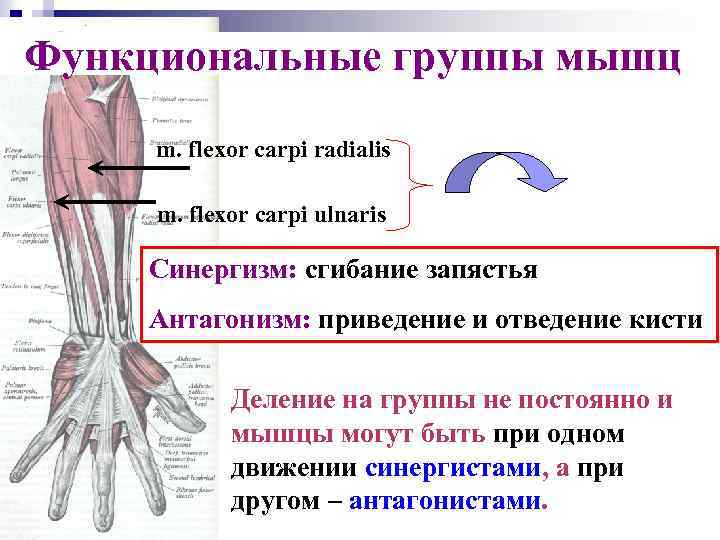 Функциональные группы мышц m. flexor carpi radialis m. flexor carpi ulnaris Синергизм: сгибание запястья