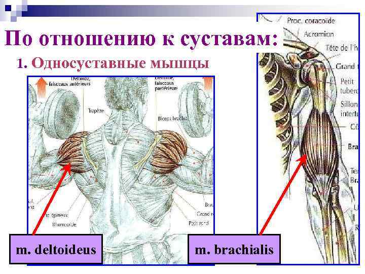 По отношению к суставам: 1. Односуставные мышцы m. deltoideus m. brachialis 