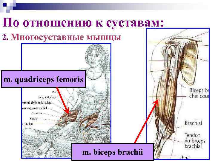 По отношению к суставам: 2. Многосуставные мышцы m. quadriceps femoris m. biceps brachii 