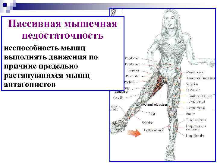 Пассивная мышечная недостаточность неспособность мышц выполнять движения по причине предельно растянувшихся мышц антагонистов 